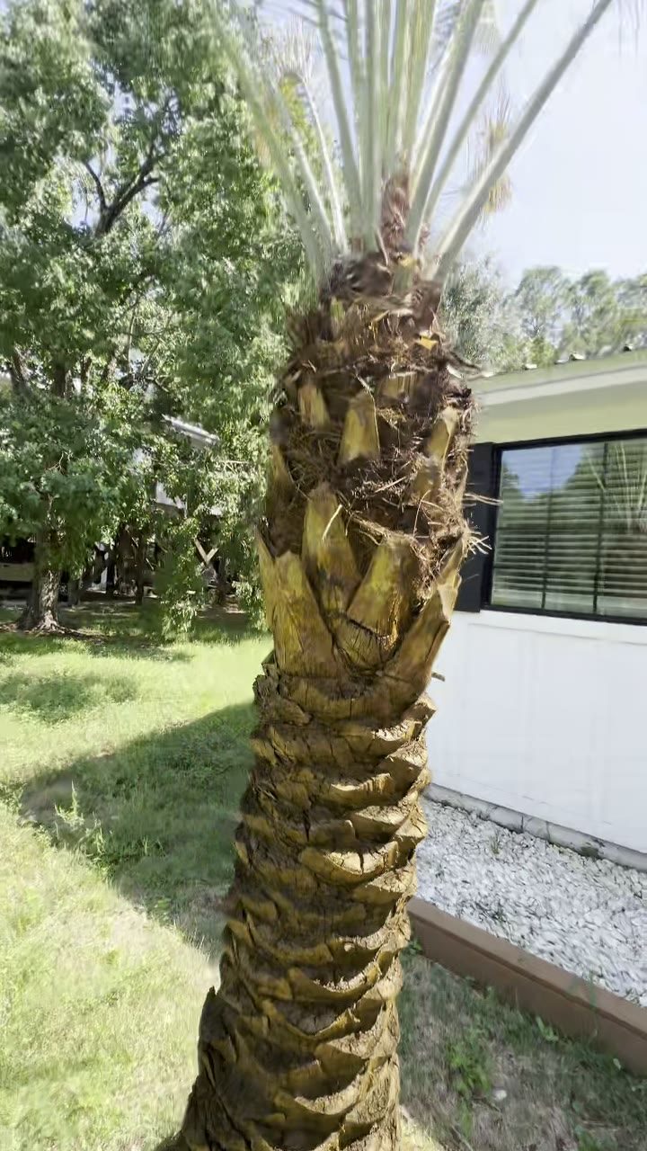Close-up of palm trunk after colorant treatment