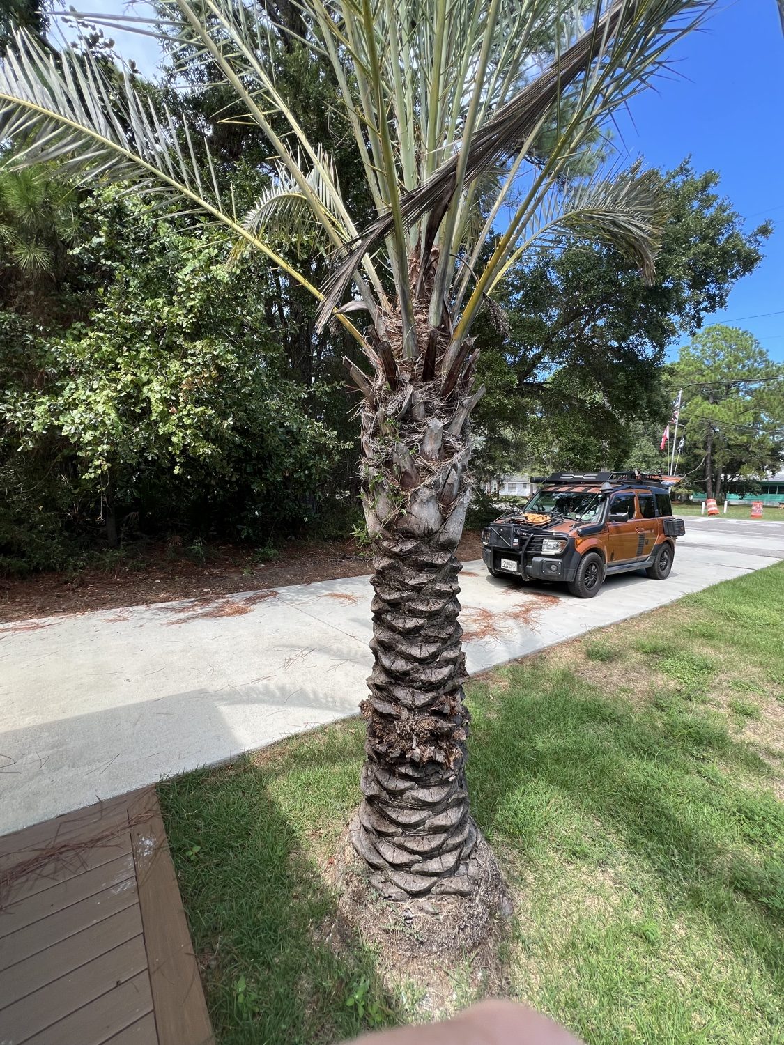 Palm trunk treated with colorant