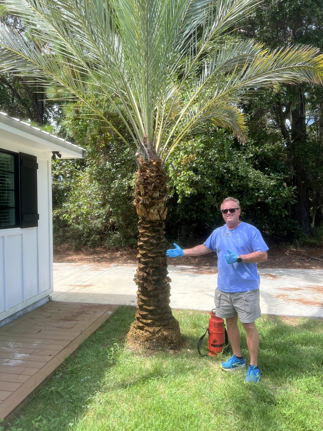 Applying colorant to a palm tree trunk