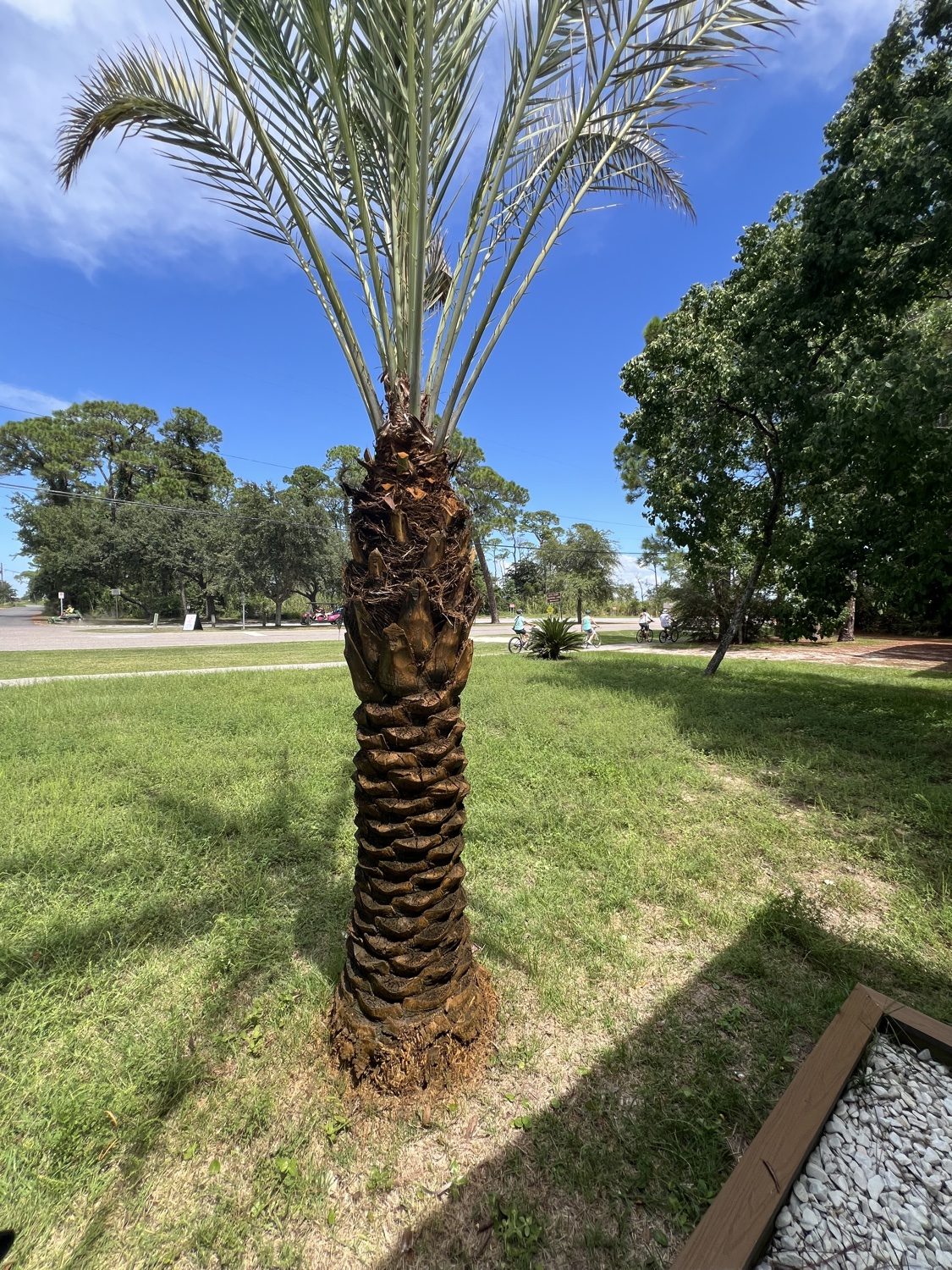 Palm tree with colorant restored trunk