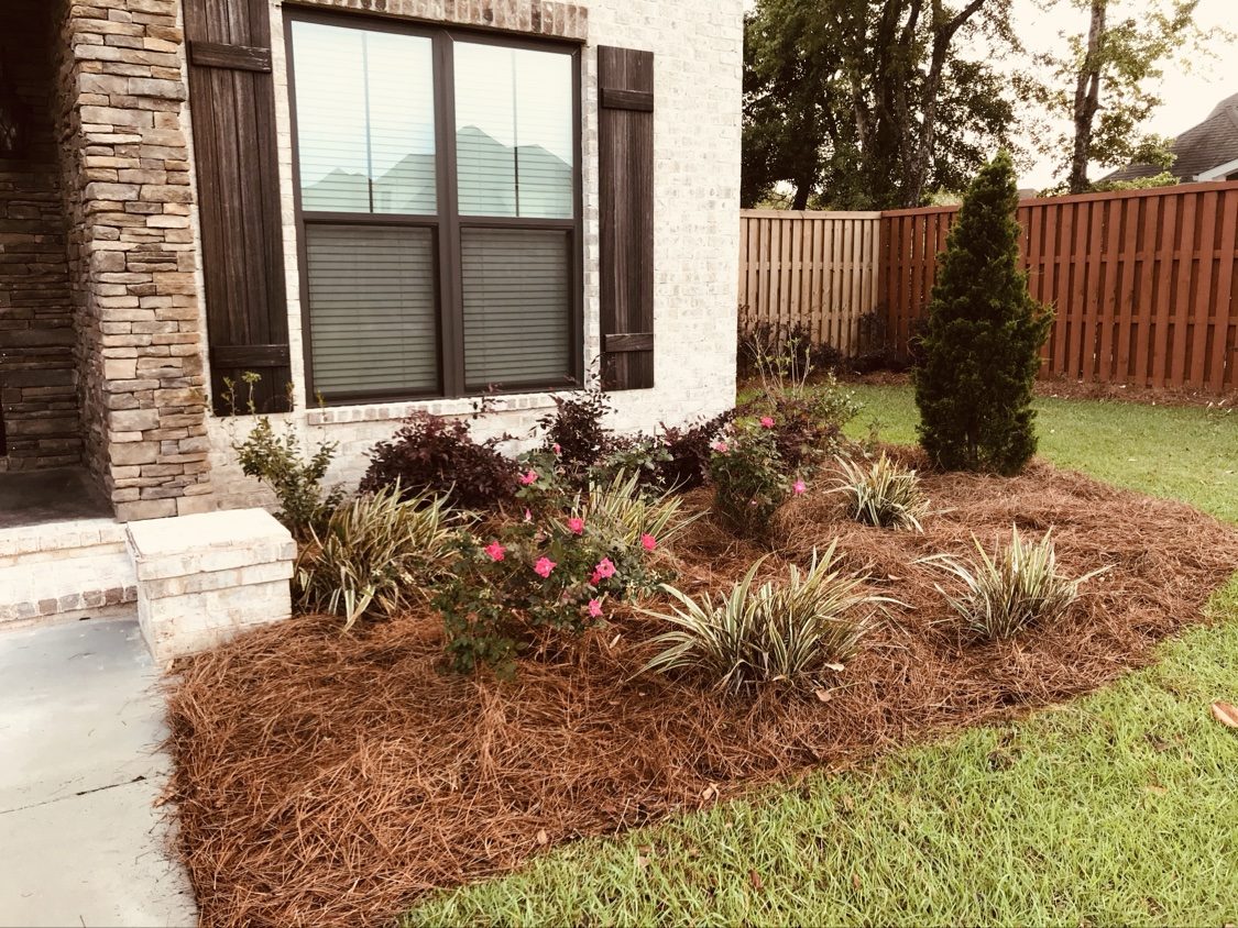Fresh pine straw bed with flowers by the front of a house