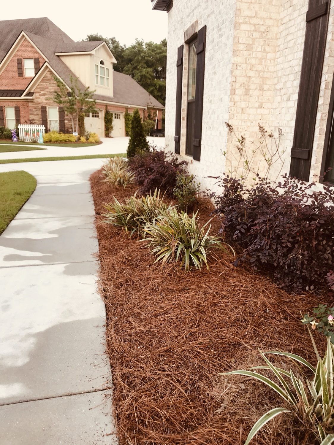 Pine straw mulched bed along a house walkway