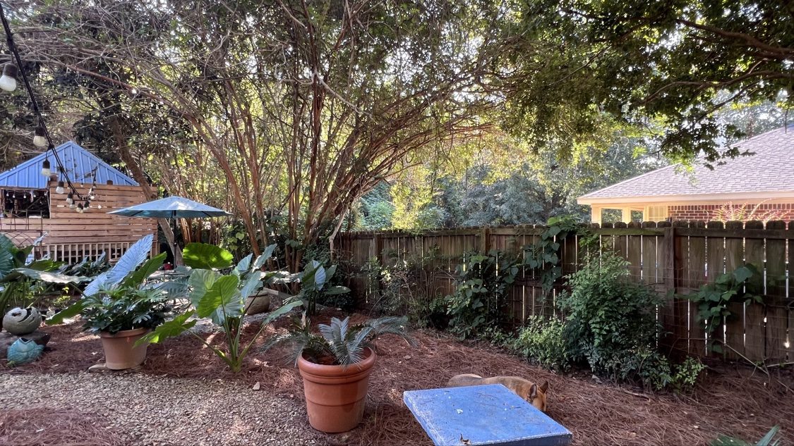 Backyard garden beds with fresh pine straw