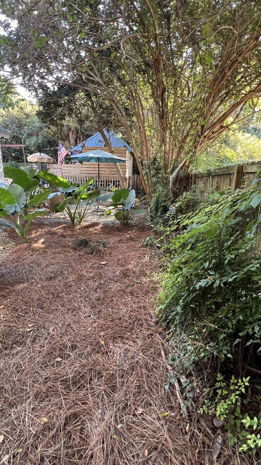 Fresh pine straw spread through a shaded backyard
