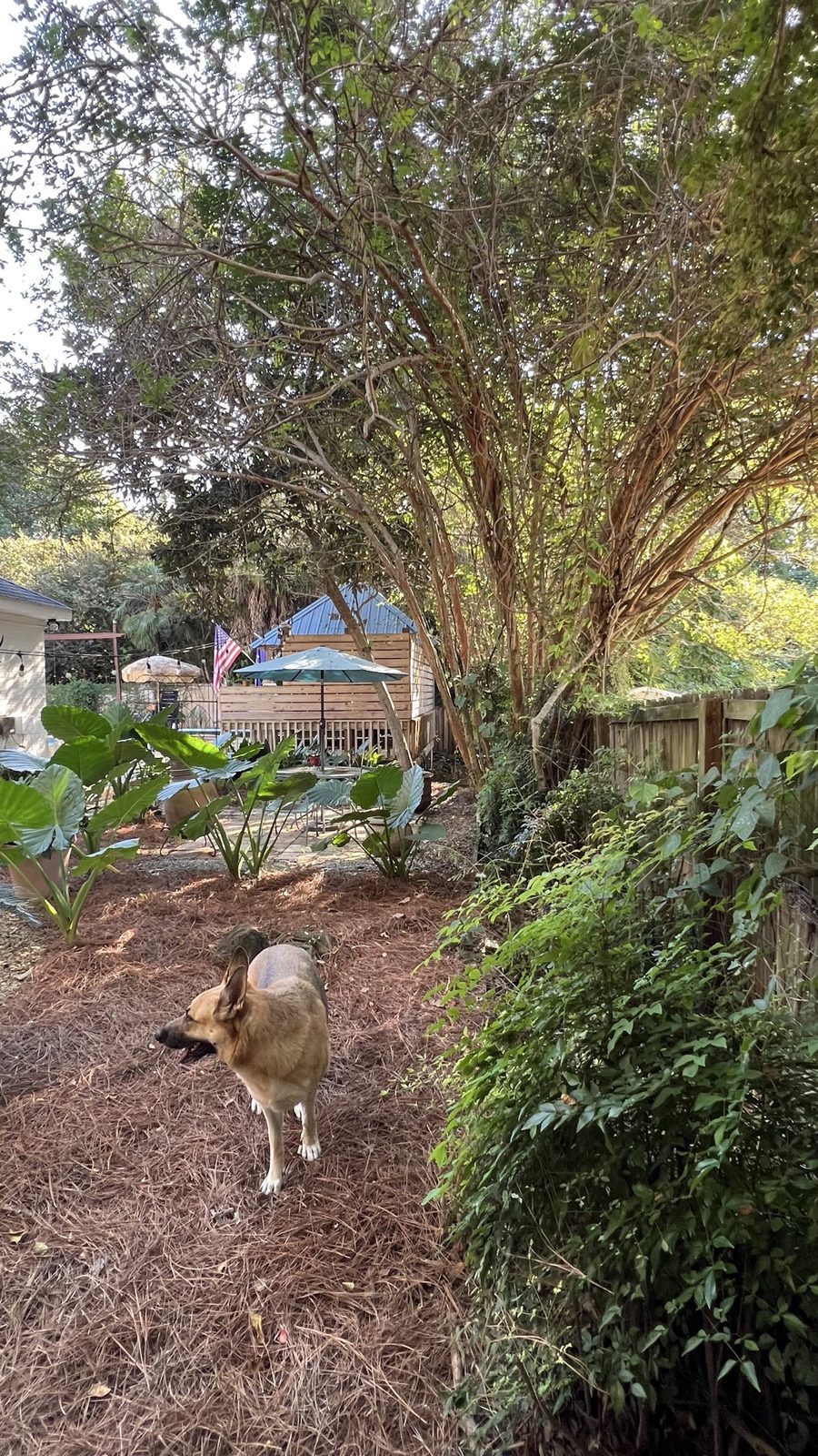 Pine straw mulched yard with garden beds